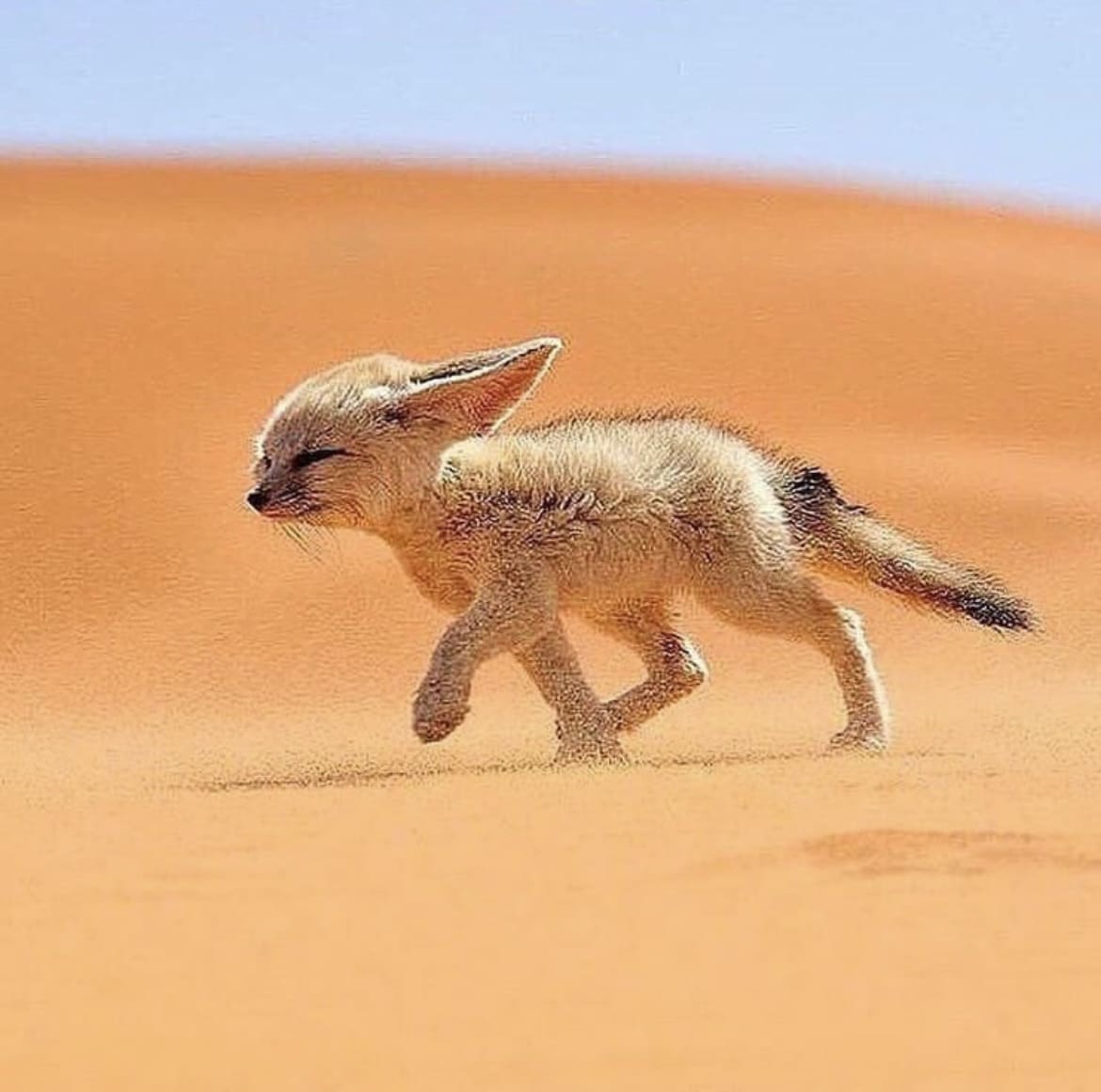 Fennec Fox